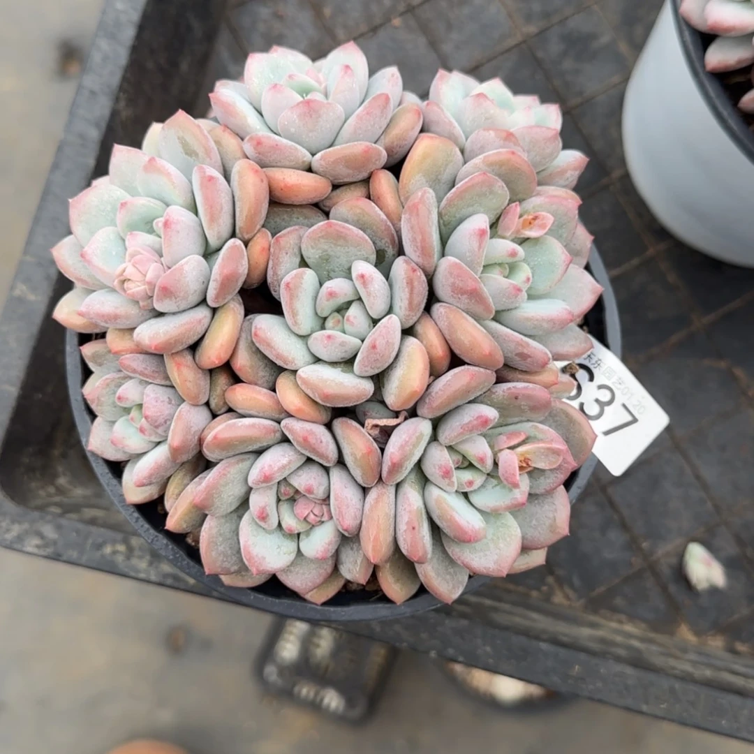 【闪购商品】初**剧s 37