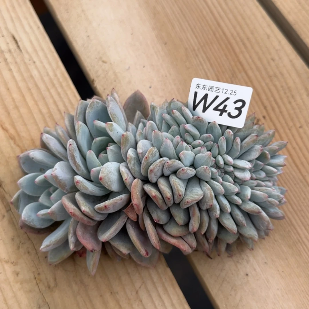 【闪购商品】w43星影缀