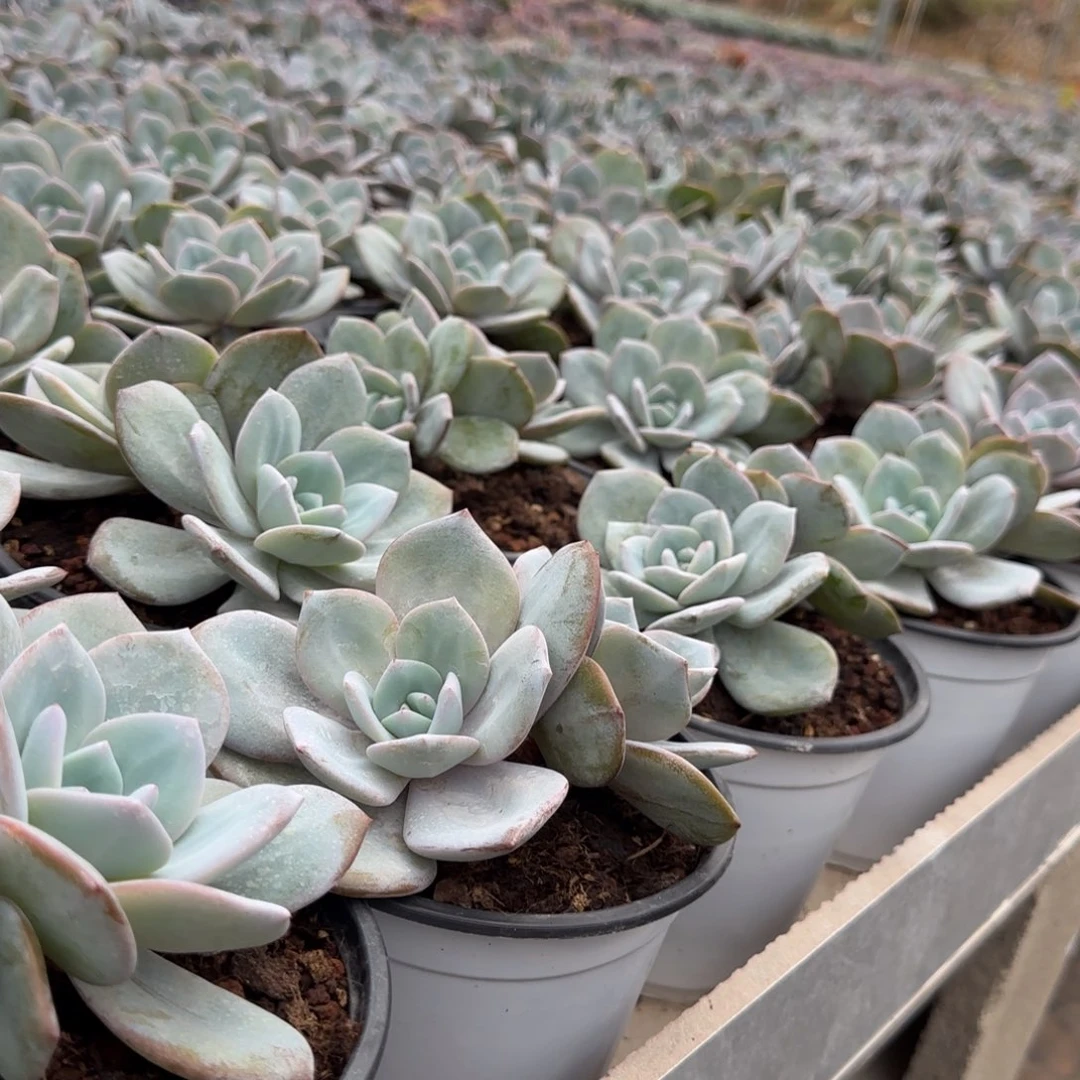 奶茶三头爆仔1111111