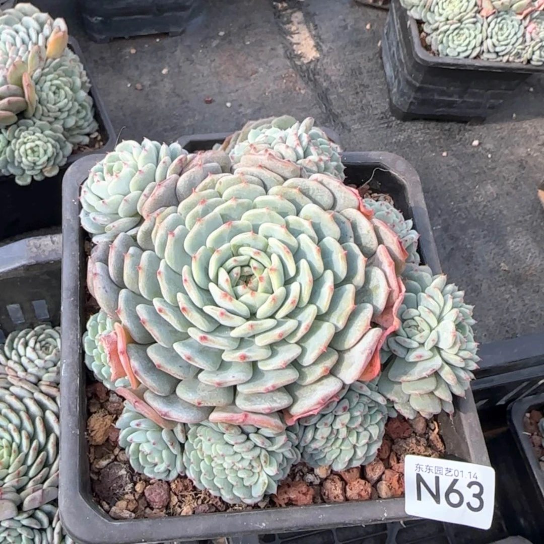 【闪购商品】n 63白胖子