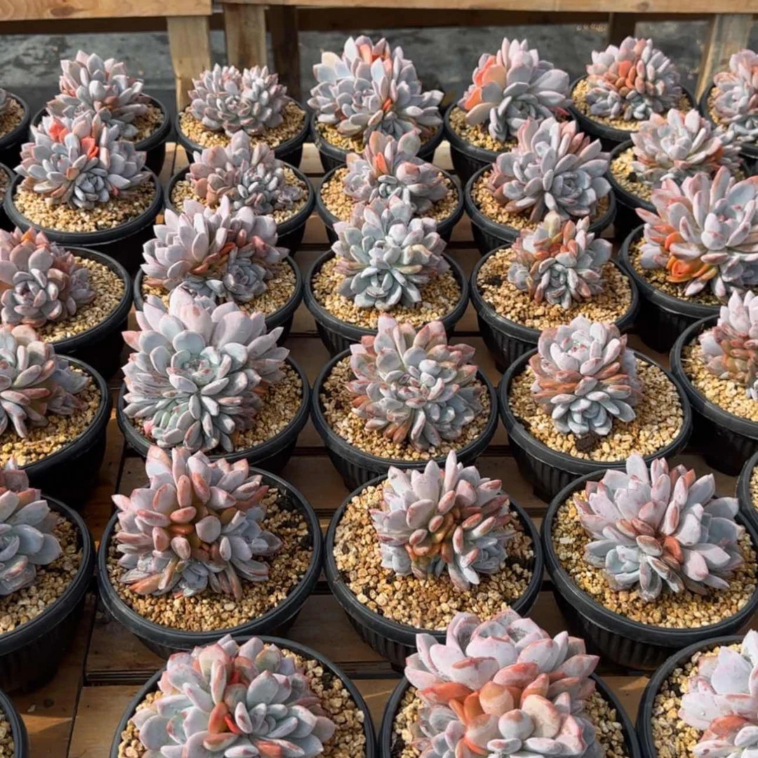 【闪购商品】团购橙子群