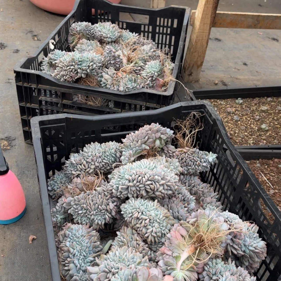 【闪购商品】星影缀88