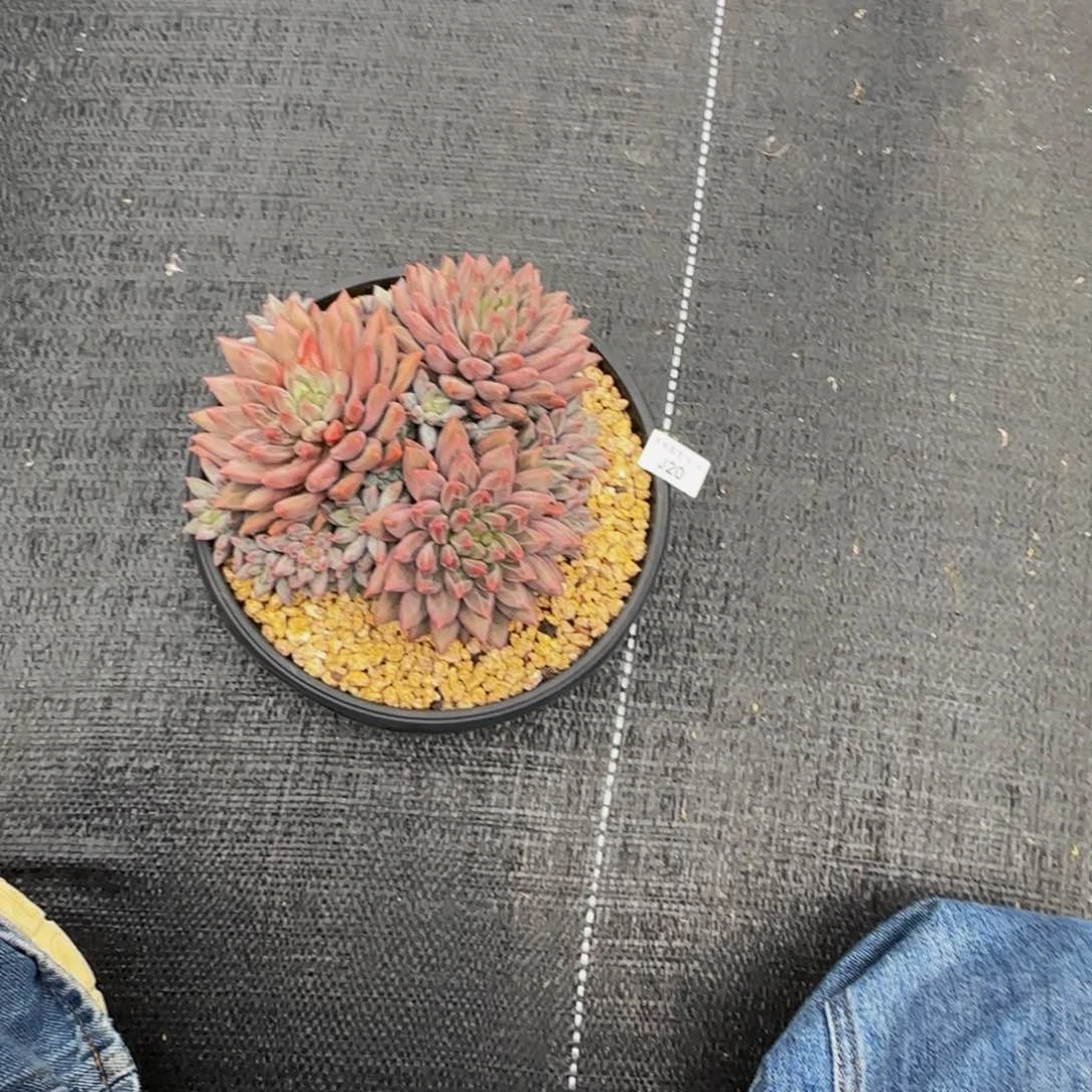 君**?j j j j j j j j j 20