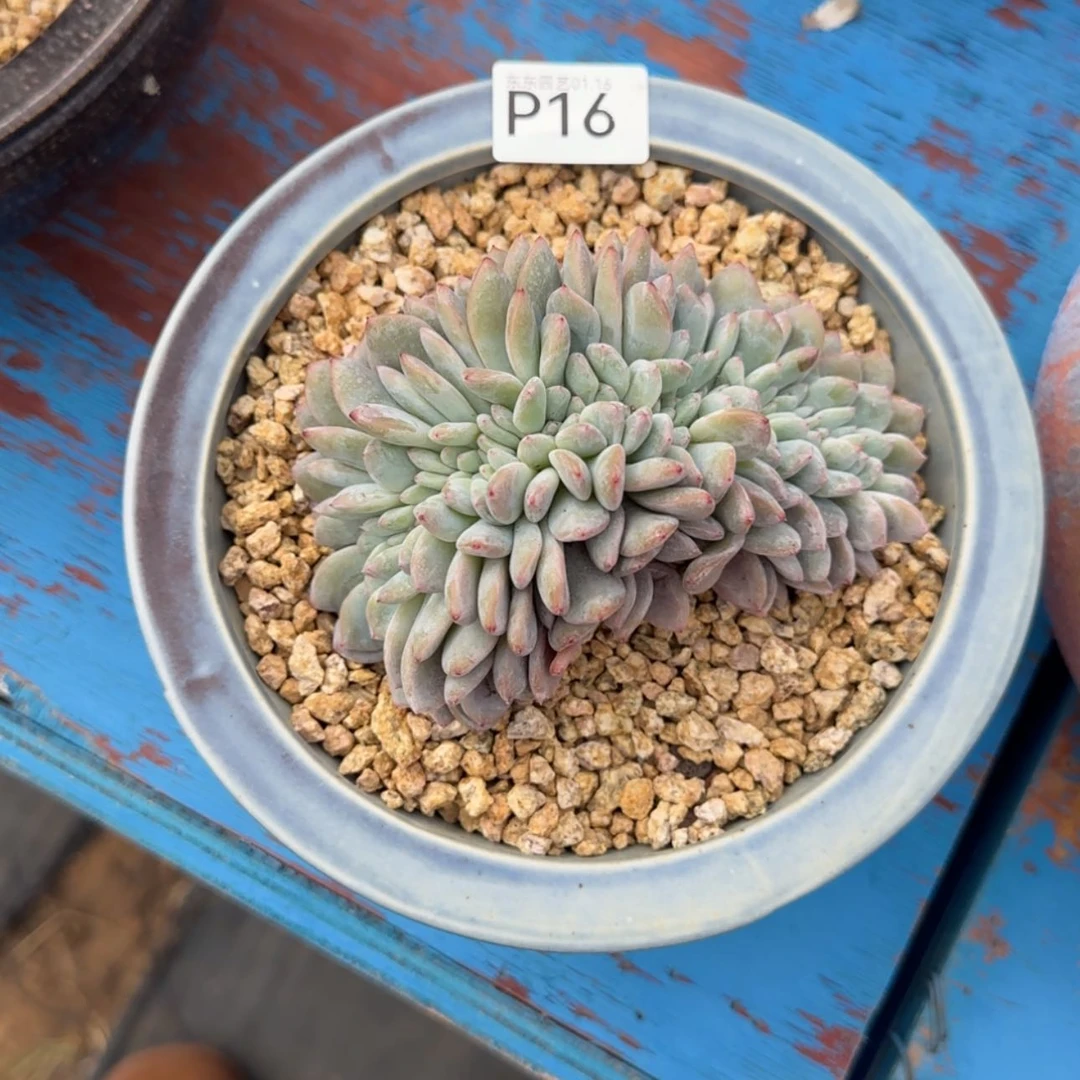 【闪购商品】p 16星影