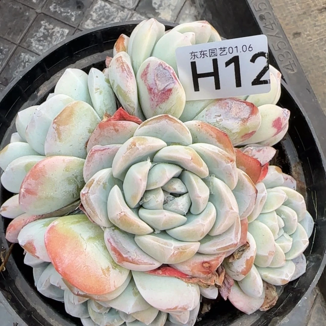 【闪购商品】H12冰玉