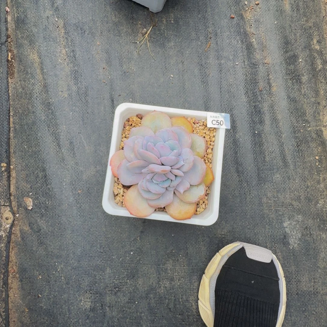 J****Yc c c c c c c c c 50