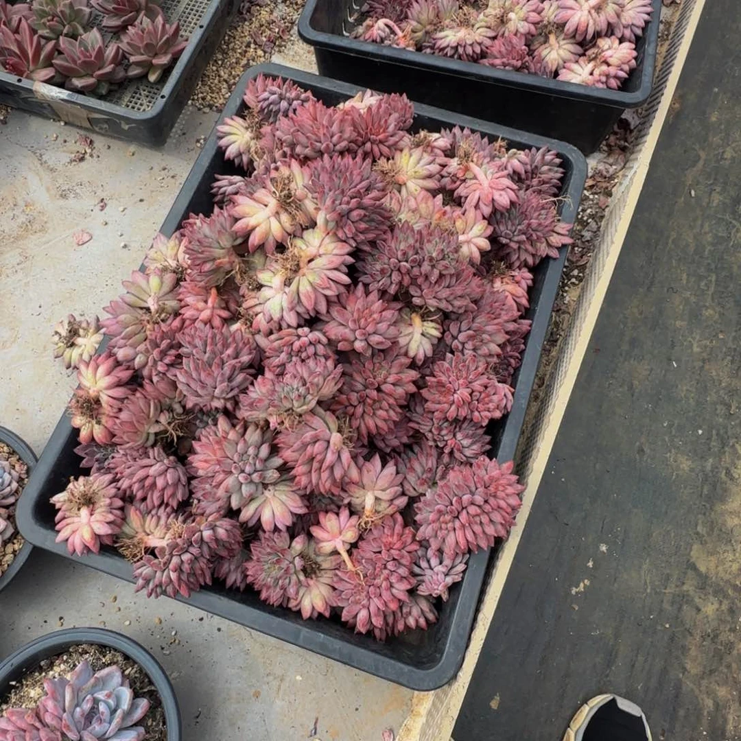 虞美人群生无砍团购