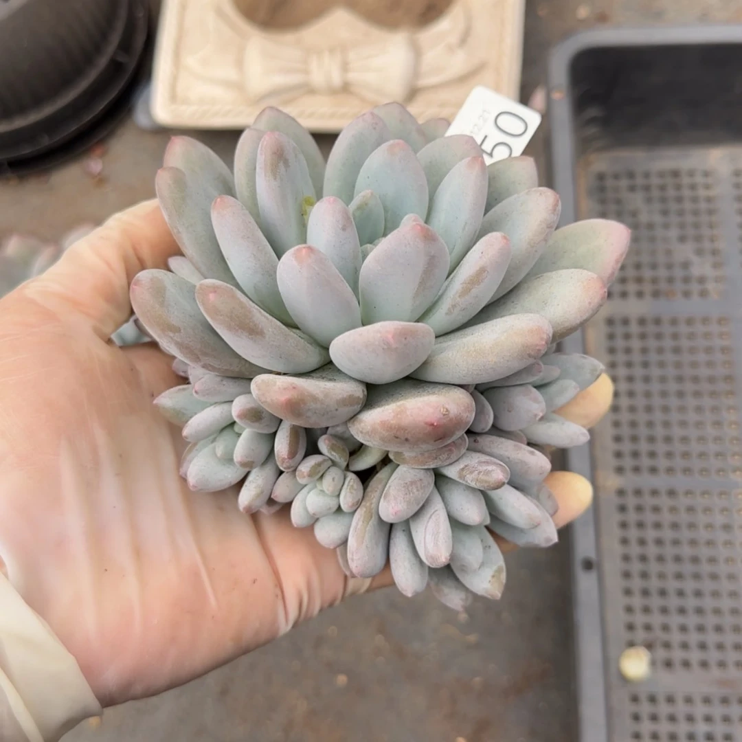 【闪购商品】R50香水