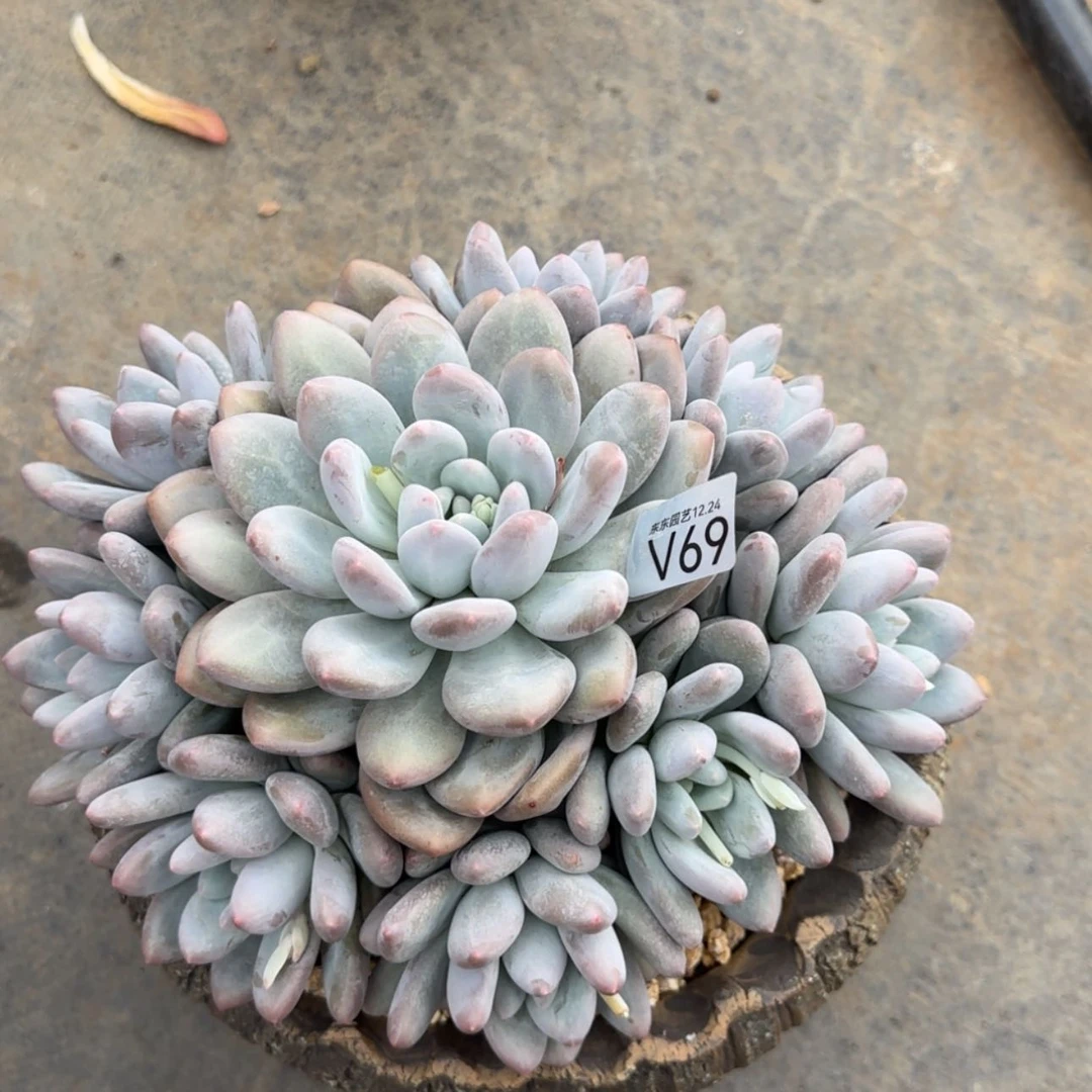 【闪购商品】无*仔v69