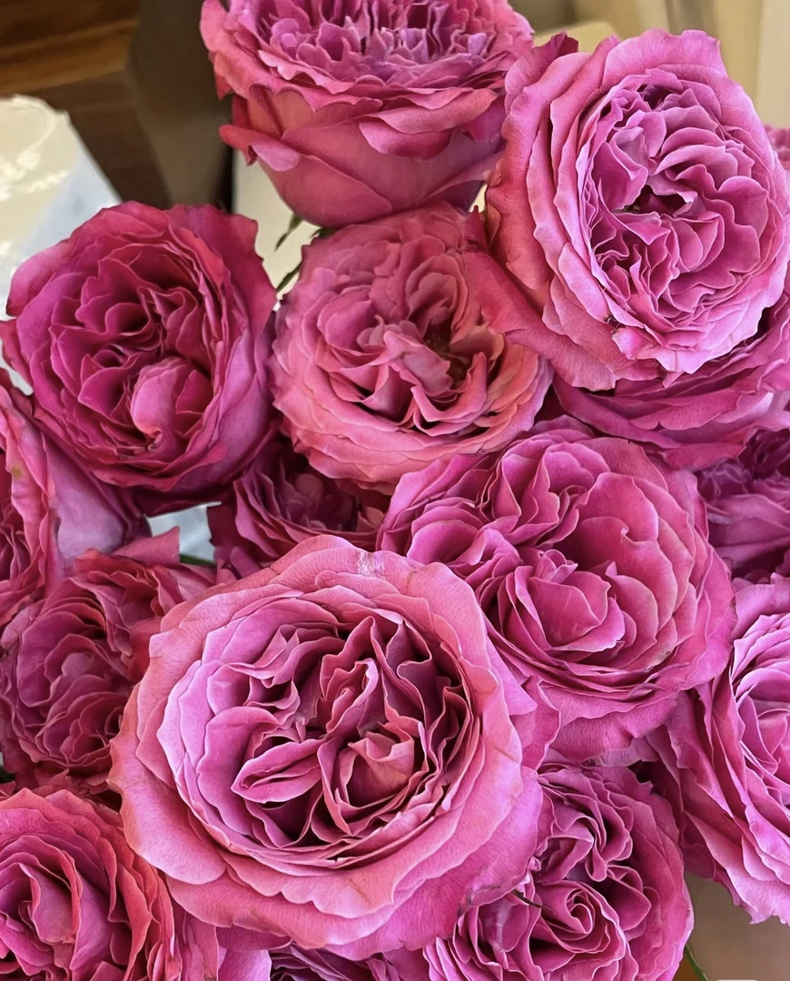 【玖宸花源】长相思单头玫瑰 玫粉色花瓣 奥斯汀花型 家庭瓶插花