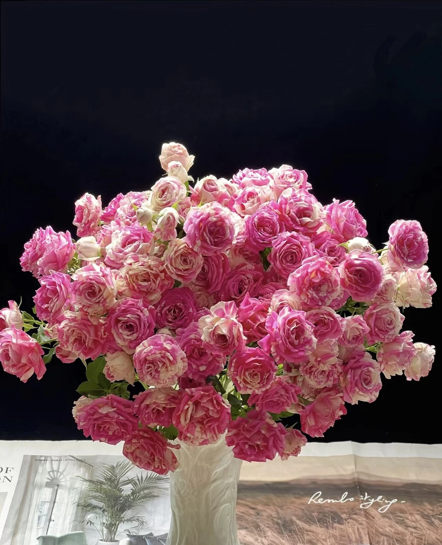 【玖宸花源】蓬蓬裙礼花多头玫瑰 粉色花瓣白色条纹 家庭瓶插花