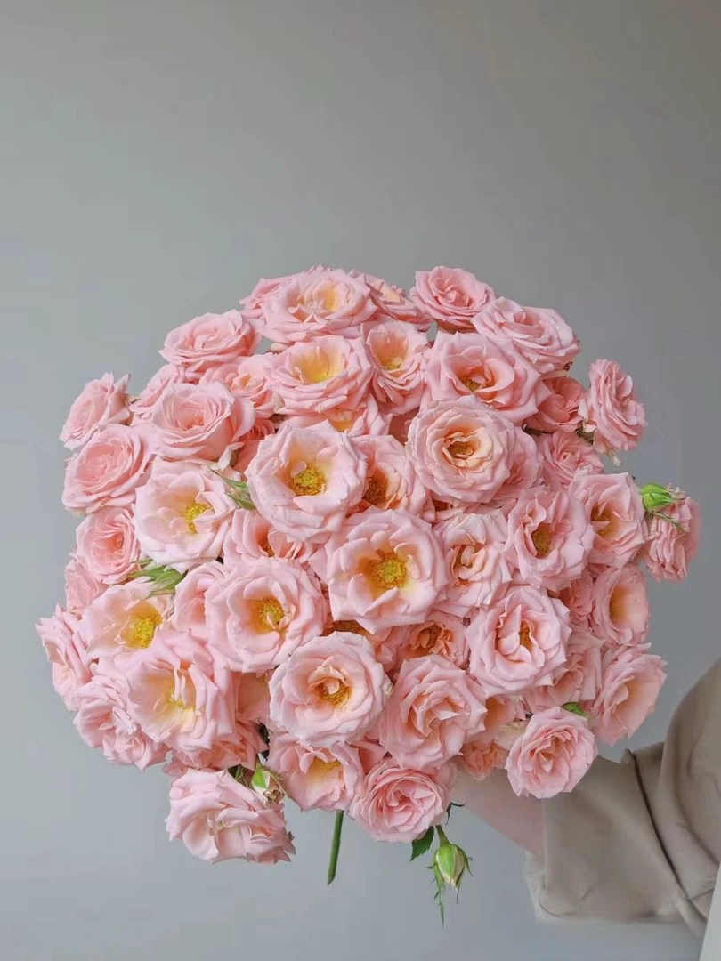 【玖宸花源】奥迪利亚多头玫瑰 浅粉花瓣黄色花芯家庭瓶插花