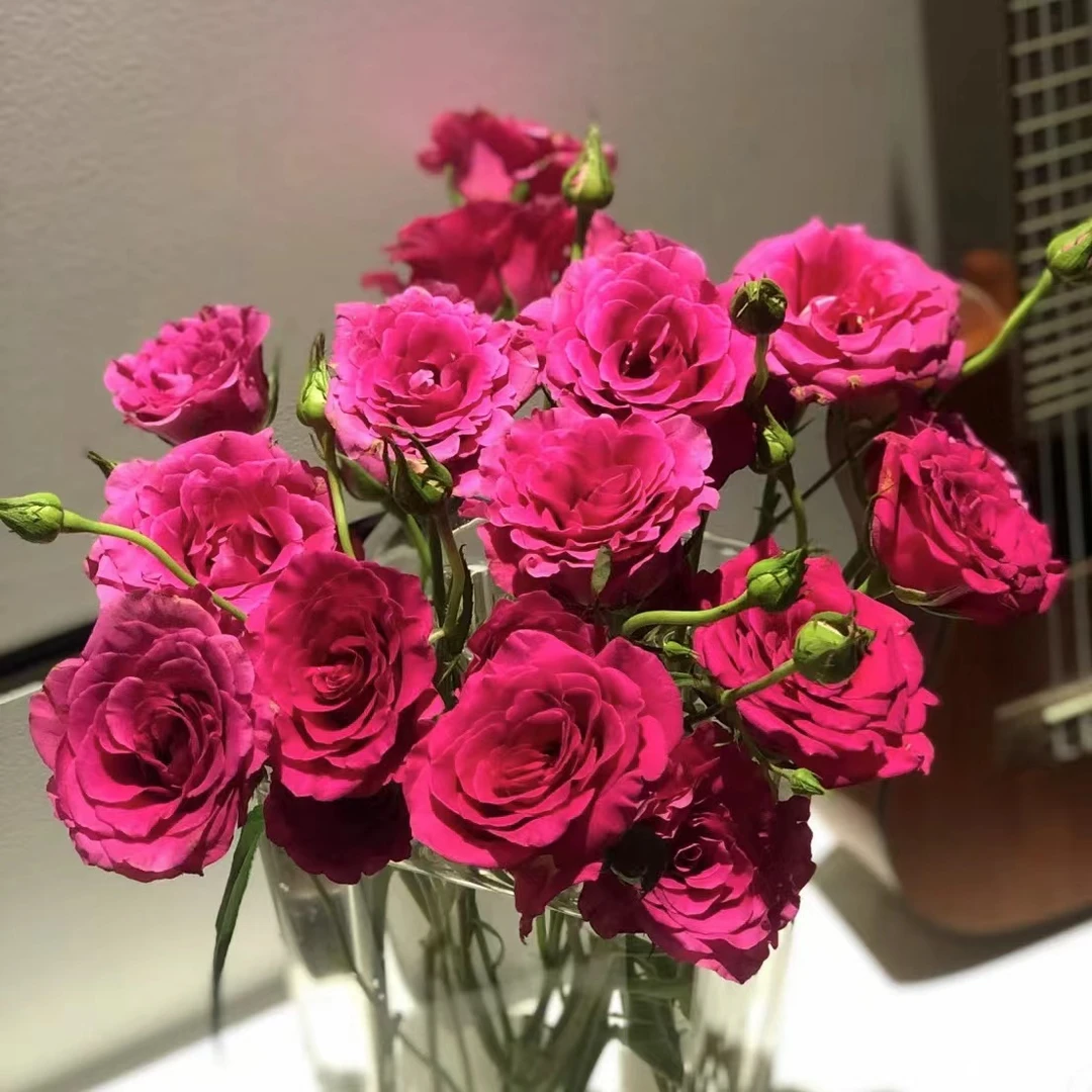 【玖宸花源】弗洛伊德 多头玫瑰  家庭瓶插花