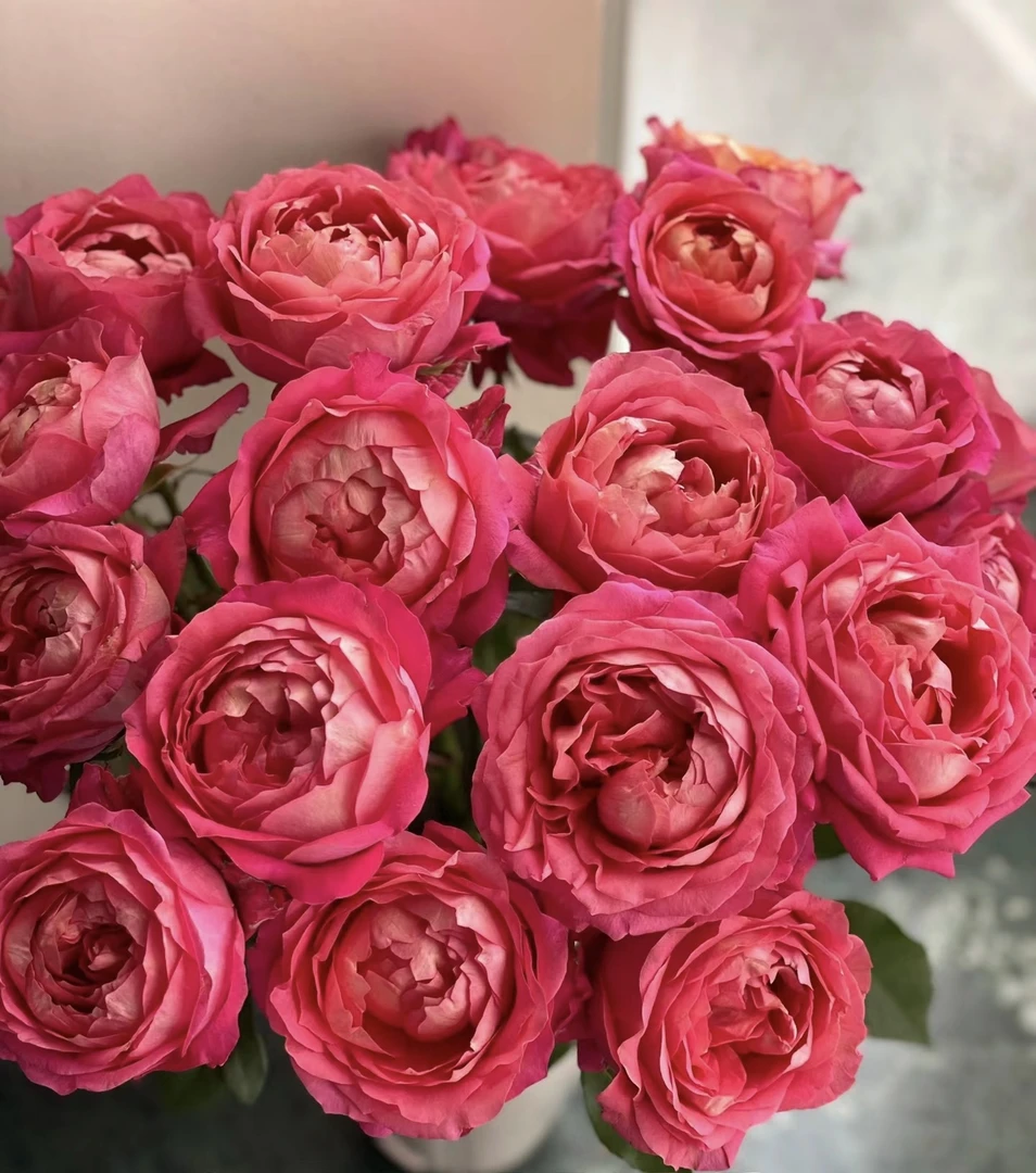 【玖宸花源】月光美人单头玫瑰 西瓜红花瓣 奥斯汀花型  家庭瓶插花