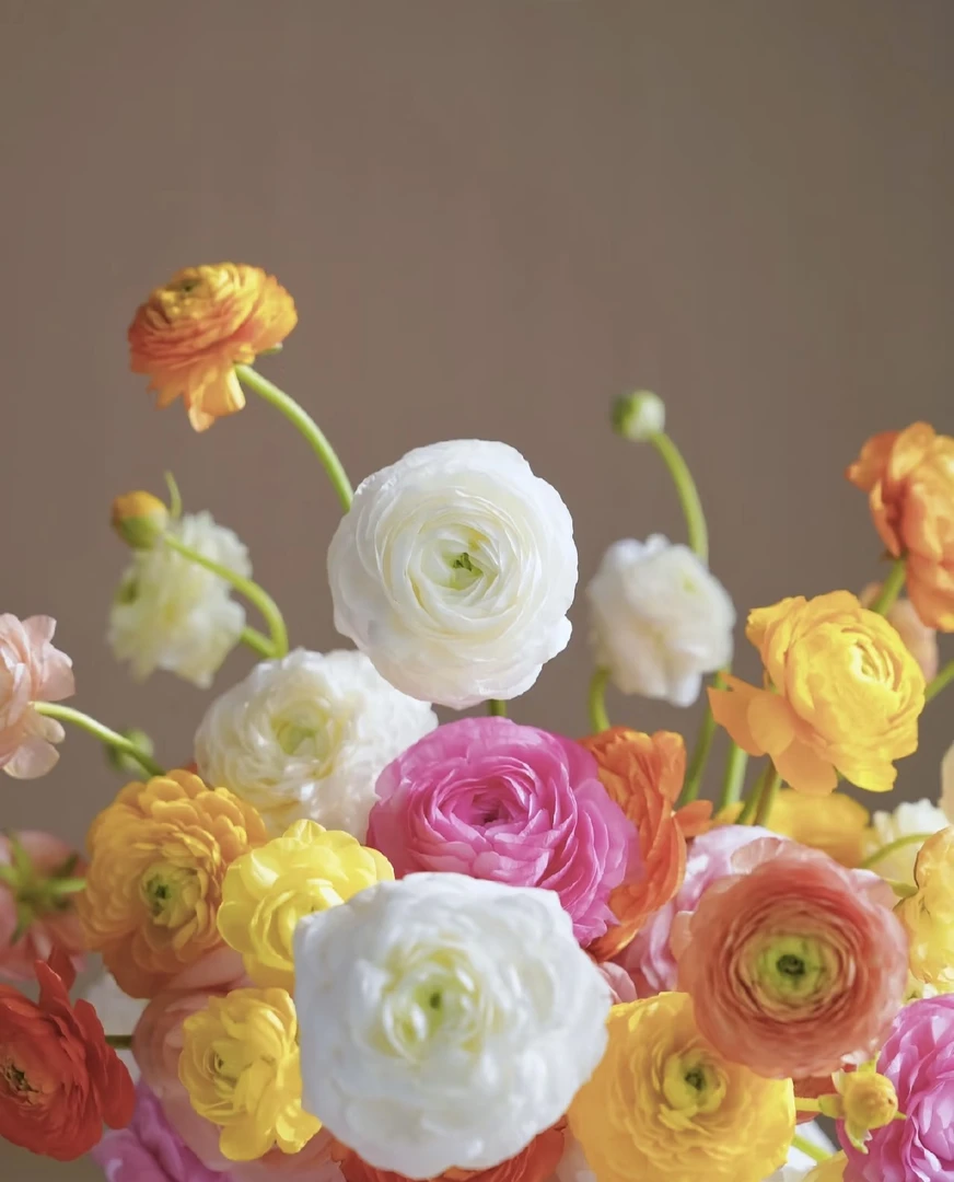 【玖宸花源】洋牡丹 家庭瓶插花