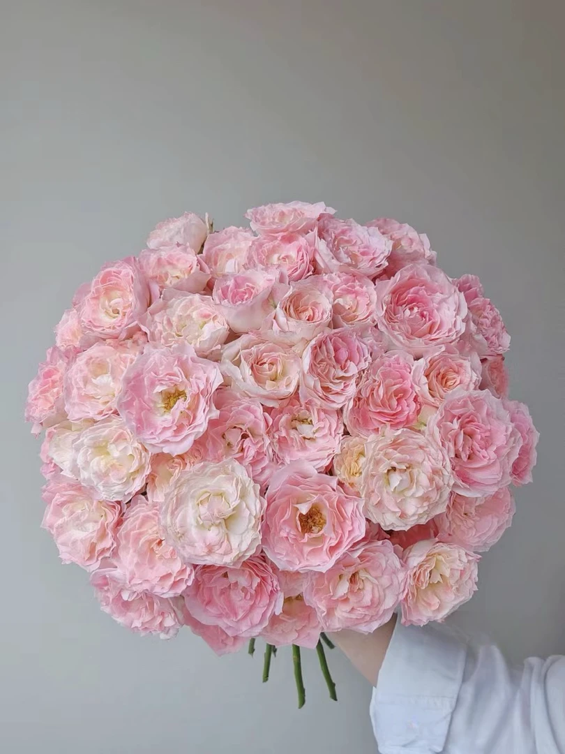 【玖宸花源】特拉拉多头玫瑰 浅粉色花瓣 淡黄色花芯 家庭瓶插花