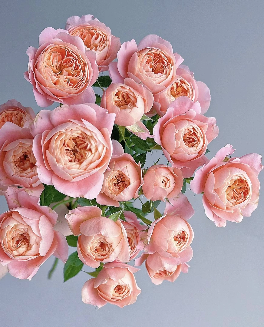 【玖宸花源】蜜桃汁阳台多头玫瑰 橘粉色花瓣 奥斯汀花型家庭瓶插花