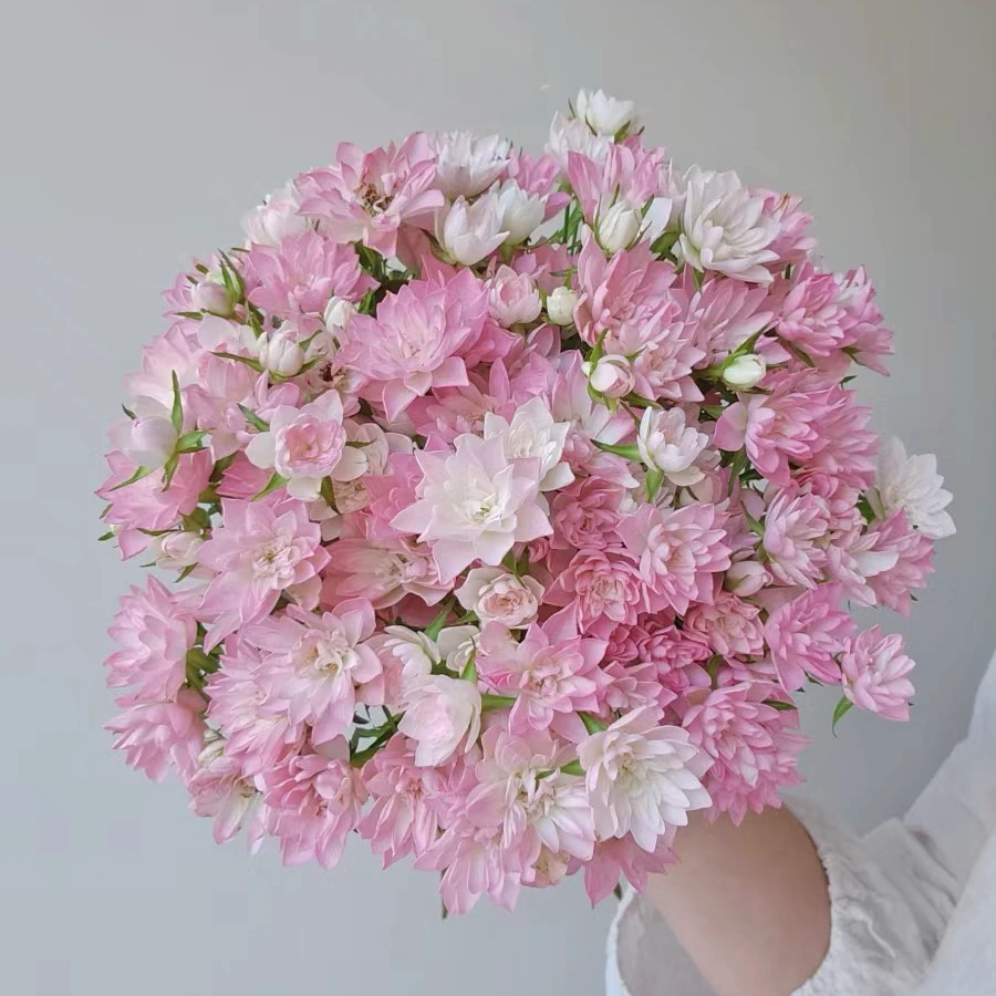 【玖宸花源】天河繁星多头玫瑰 粉色莲花状花瓣 家庭瓶插花