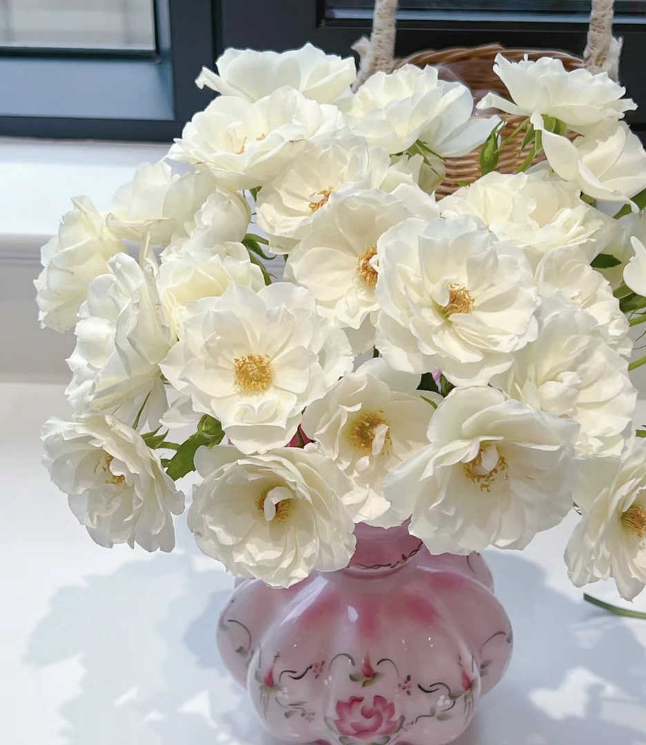 【玖宸花源】白冰山多头玫瑰  纯白色花瓣  家庭瓶插花