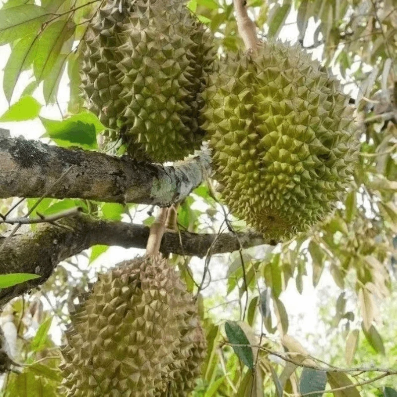 【 买一送一】 榴莲苗泰国猫山王苗新款耐寒耐热盆栽地栽结果