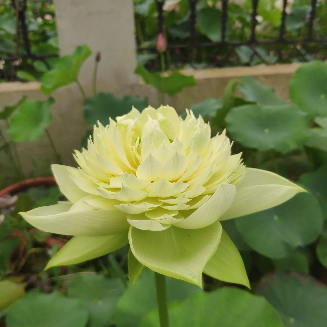 金苹果 中型  精品观赏荷花碗莲种藕藕苗 辰哥哥的莲花园