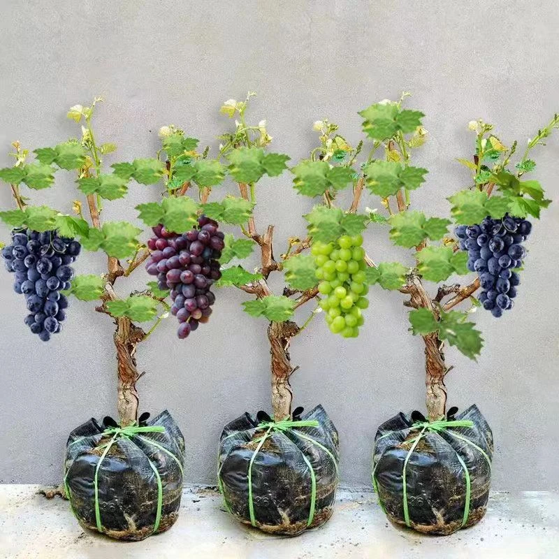 夏黑葡萄苗南北方种植盆栽庭院果树果苗（带土发货）