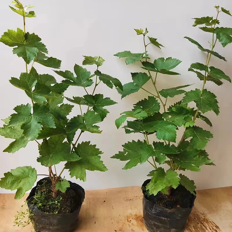 阳光玫瑰·巨峰葡萄苗庭院南北方种植耐寒耐高温爬藤