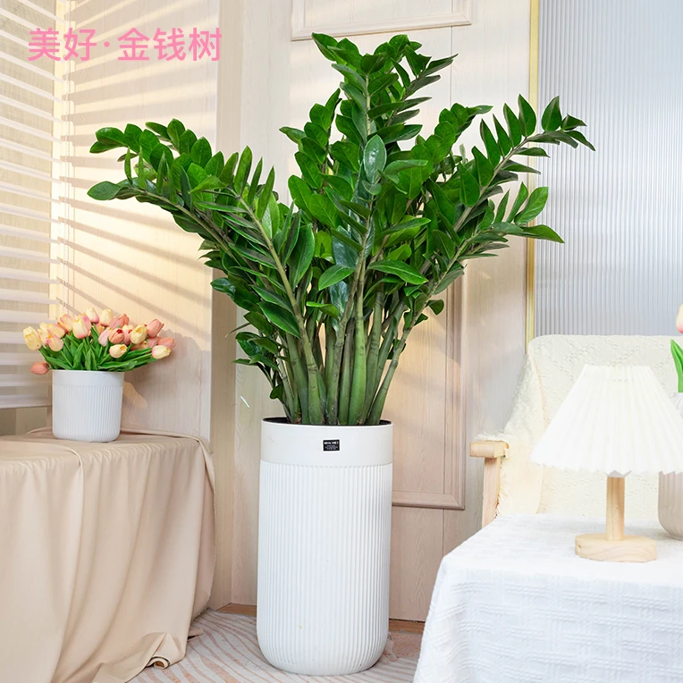 【七夕活动】金钱树盆栽花卉植物室内客厅摇树绿植四季好养活广东