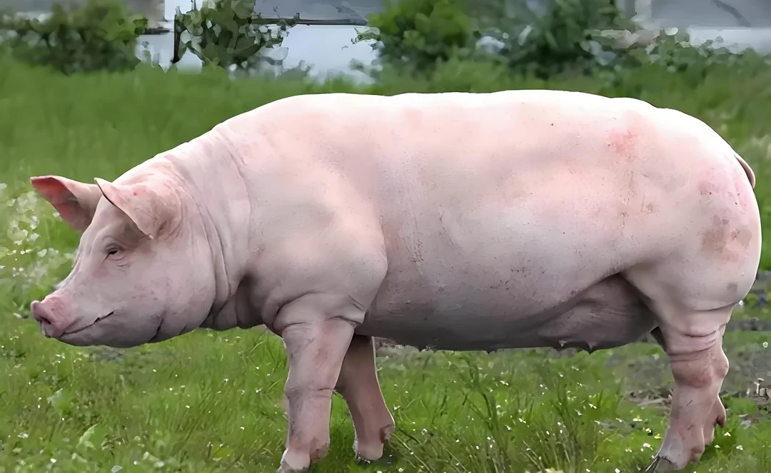 恩施土猪肉客服链接