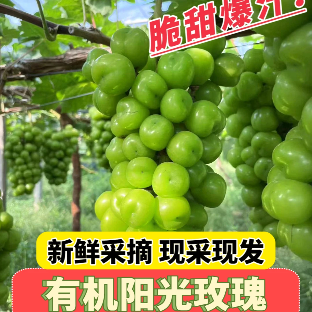 【每日现摘】 皮薄买两斤送一斤阳光玫瑰晴王现采现发自家果园新鲜