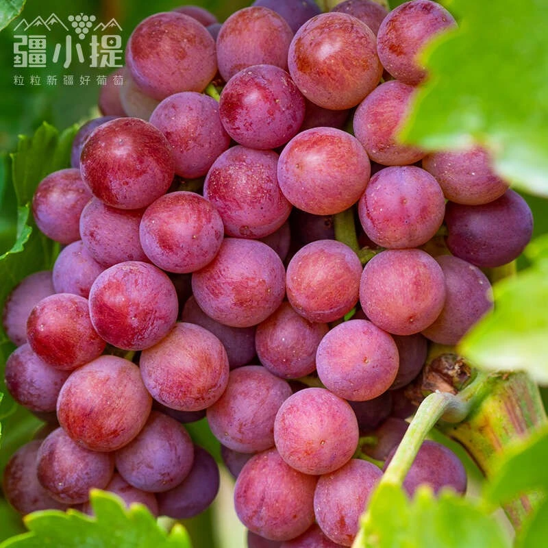 新疆吐鲁番玻璃翠葡萄无核顺丰冷运非罗马葡萄红提子当季新鲜礼盒