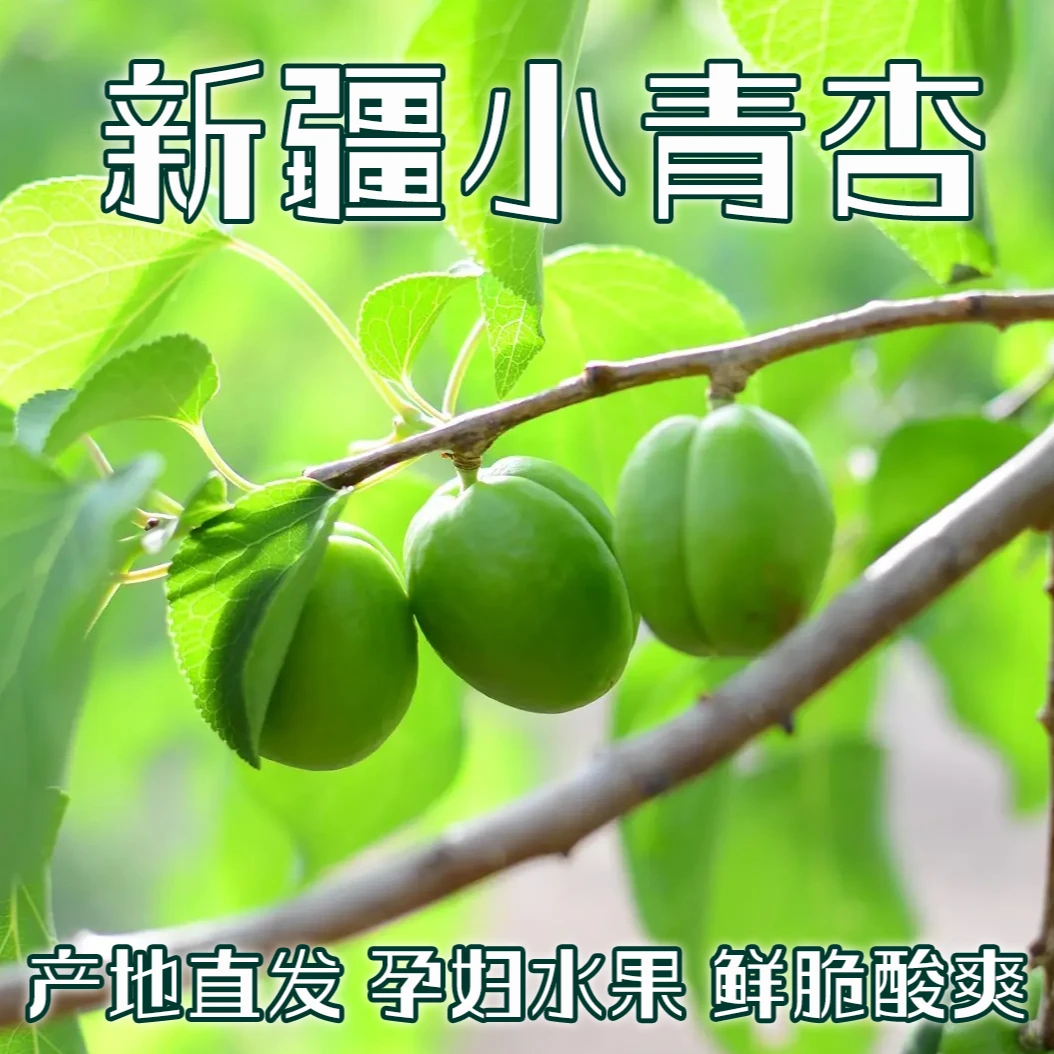 新疆小青杏酸杏纯酸孕妇水果新鲜时令现摘青杏子酸脆鲜绿杏产地发