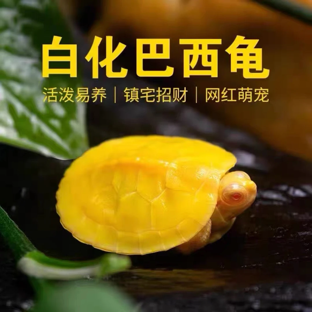 变异巴西龟（白巴苗）