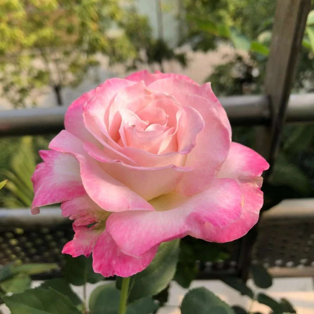 【六翼天使】5加仑根接渐变花色粉色系好养方盆器庭院阳台