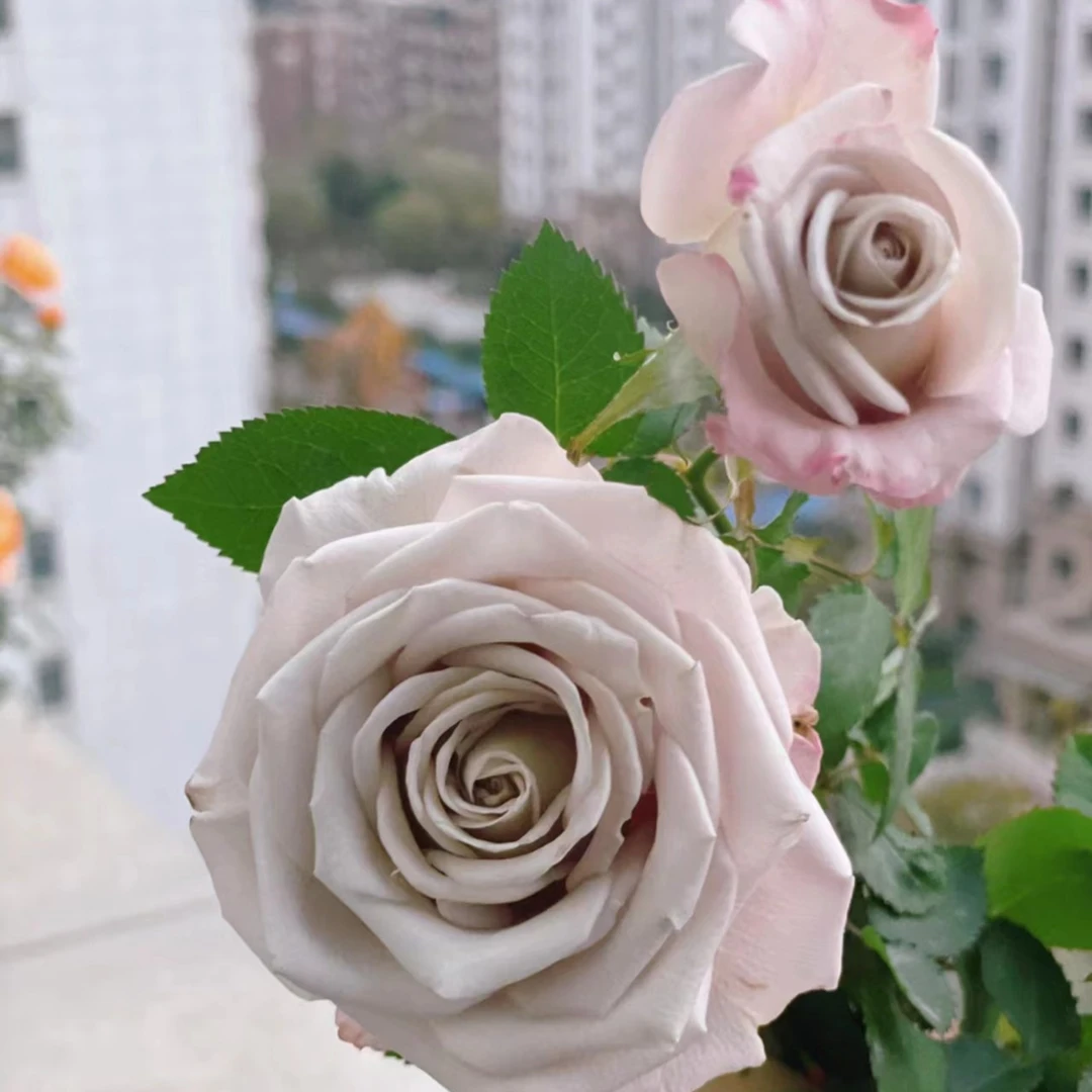 【曼塔】根接大花复古色系好养切花月季庭院阳台