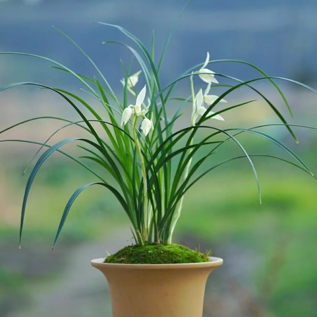 春兰秋芝(一物一拍)