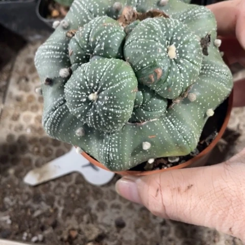 L*琴实生一颗大头上头