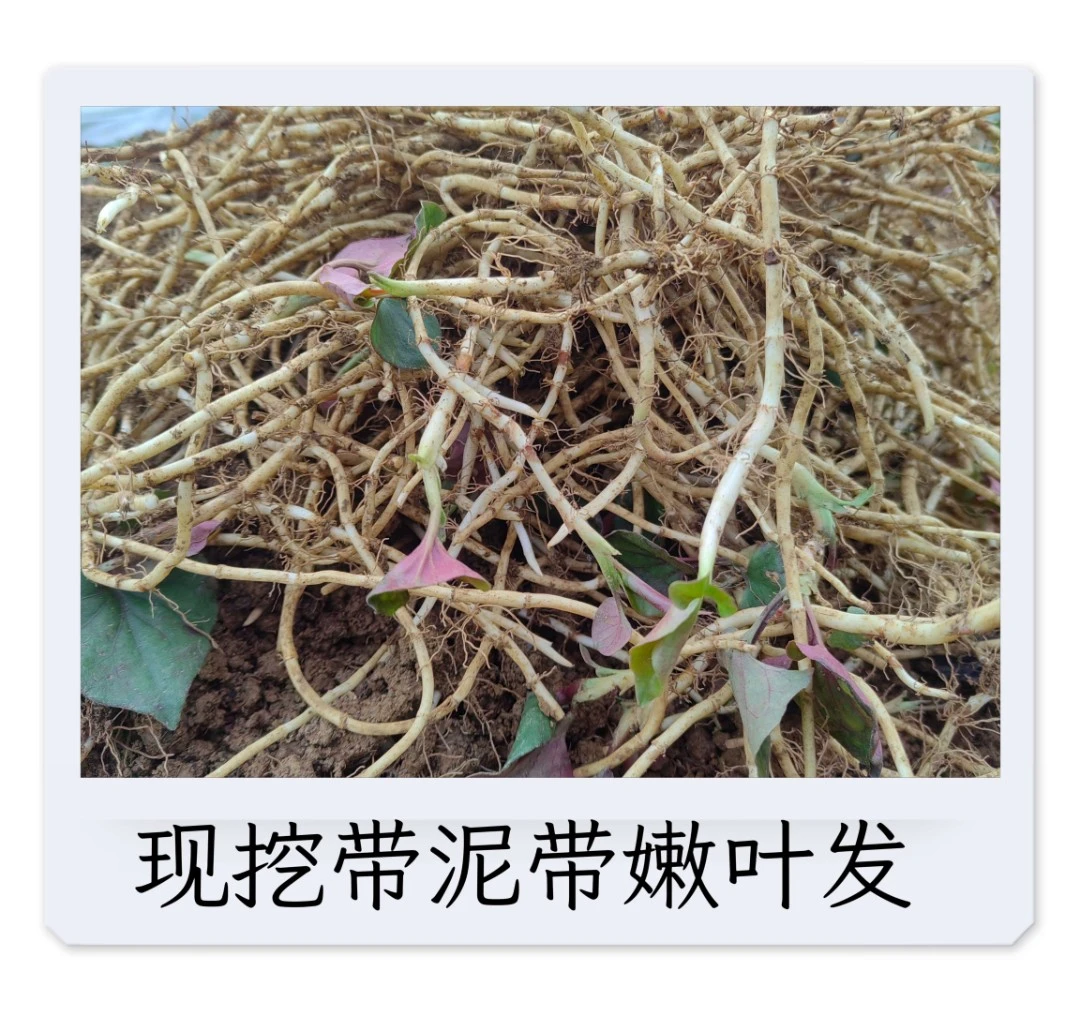 贵州精选鲜嫩鱼腥草折耳根新鲜好吃凉拌菜非野生现挖不洗带泥没叶