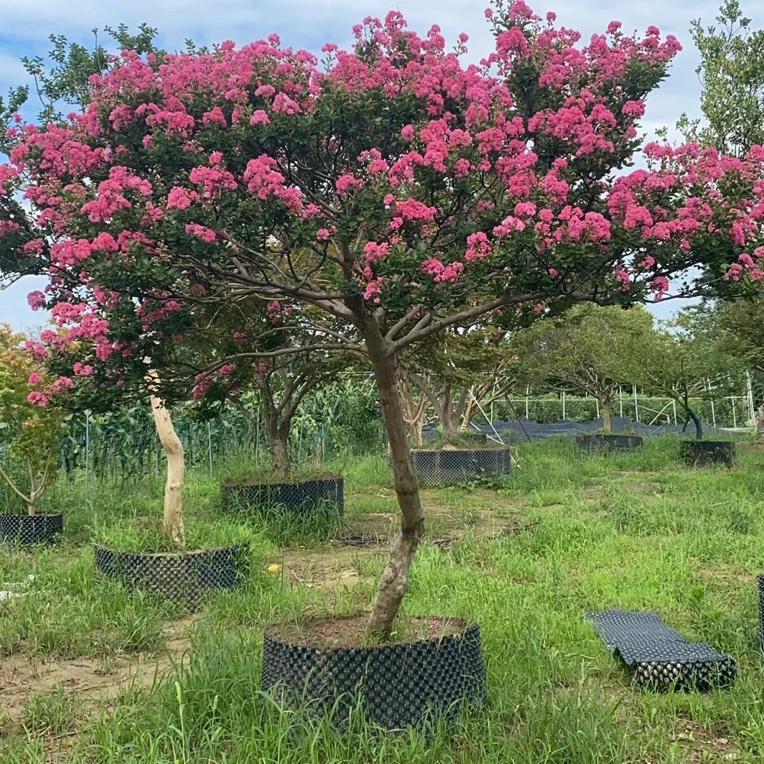 姬紫薇玲珑红紫薇花 地栽盆栽花卉 花期长带花苞耐寒别墅庭院植物