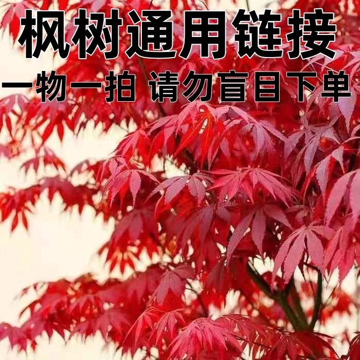 【一物一拍】品种枫树盆栽红枫树苗庭院主树花园植物阳台绿植盆景