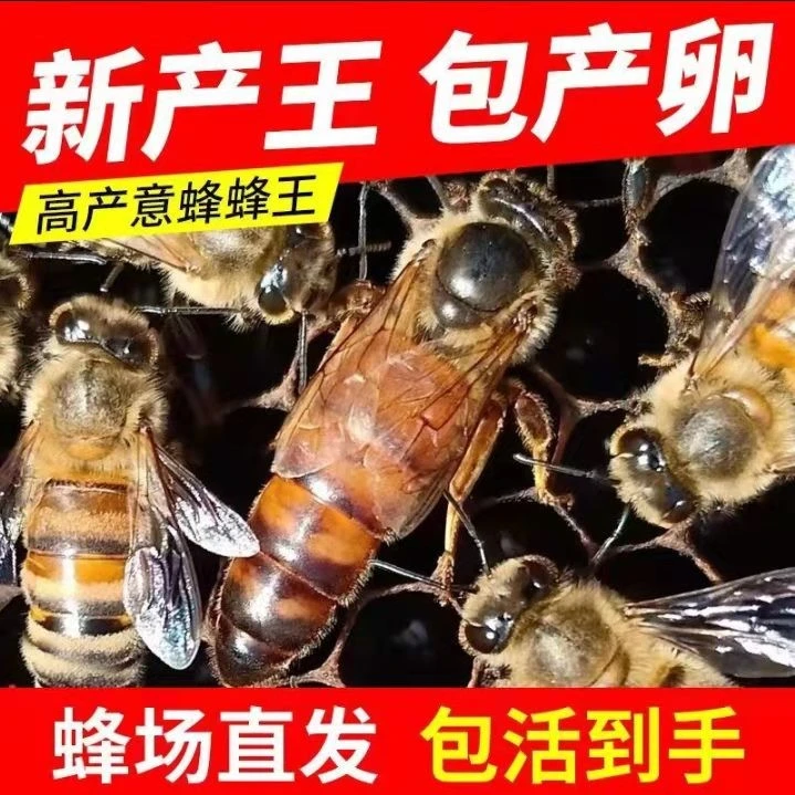 意蜂蜂王中蜂蜂王蜜型高产旺蜂蜂王种王意大利蜂王喀尔巴阡蜂王