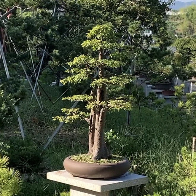 雅植手艺盆景 【一物一拍】实物为准