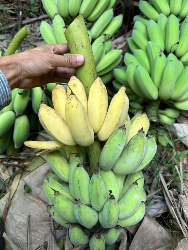 小米蕉贵州正宗原生态小米香蕉好吃自然成熟泡沫箱发货