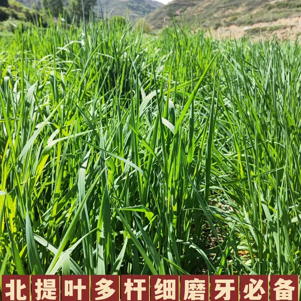 手工提摩西草大型干草喂食兔子草天然龙猫产品荷兰猪营养饲料使用