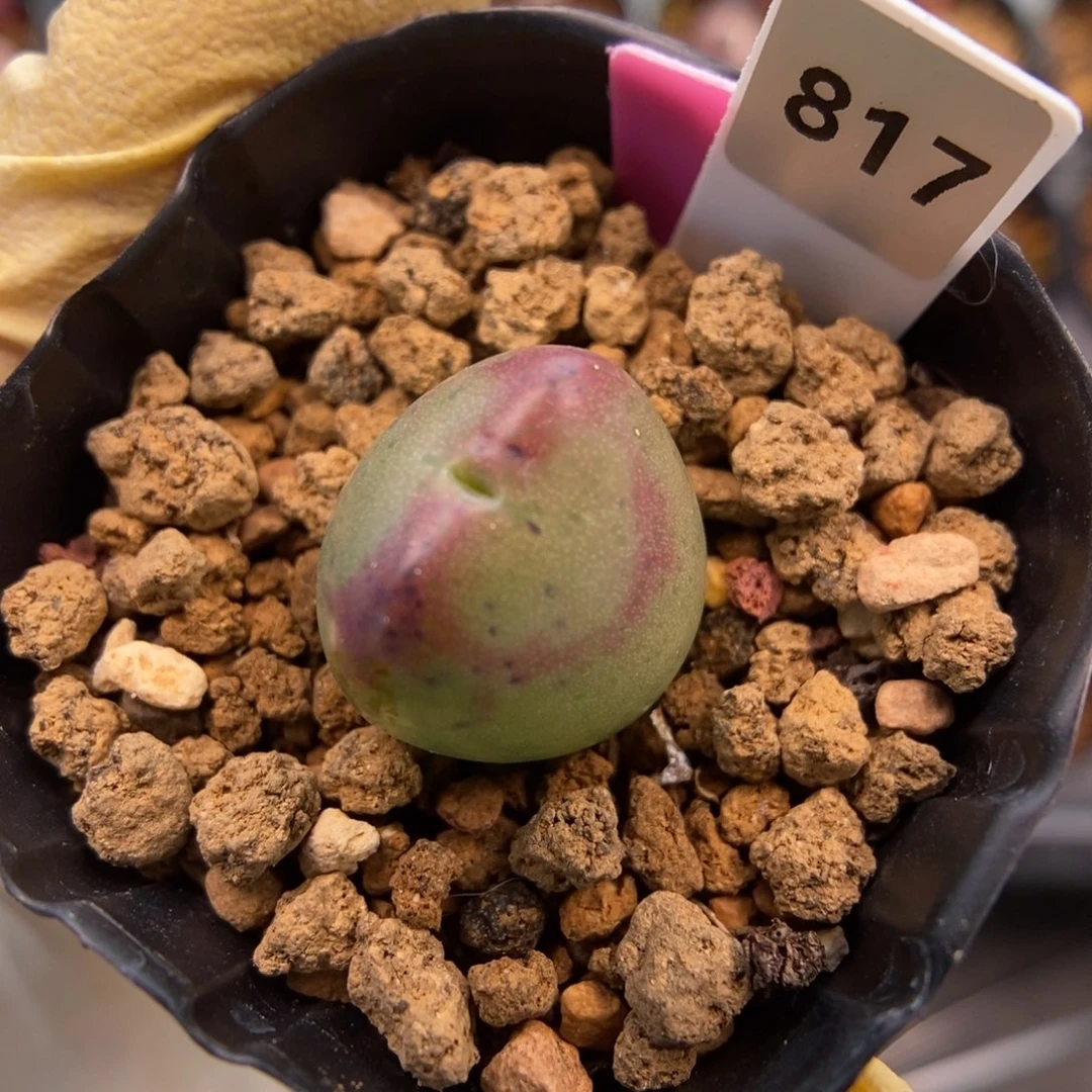 多肉植物Q-817（1.5）少将杂