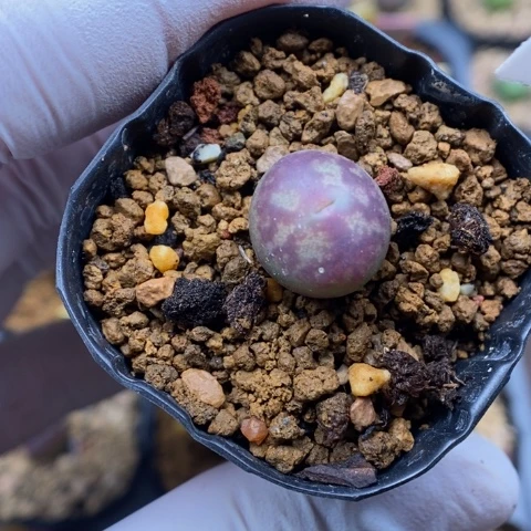 多肉植物Q-003（1.3）