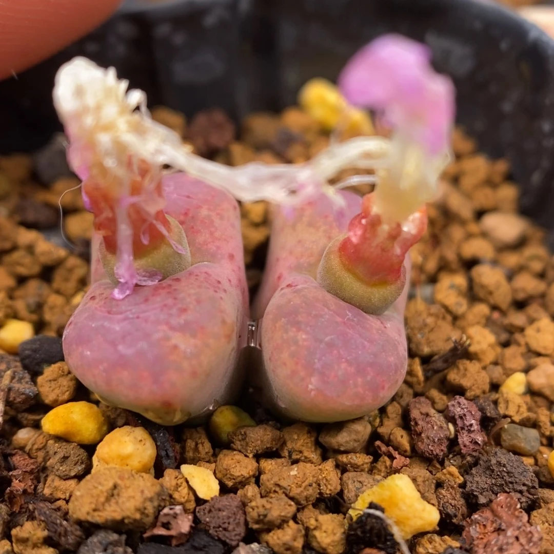 多肉植物Q-616（1.4）毛杂粉果冻全窗