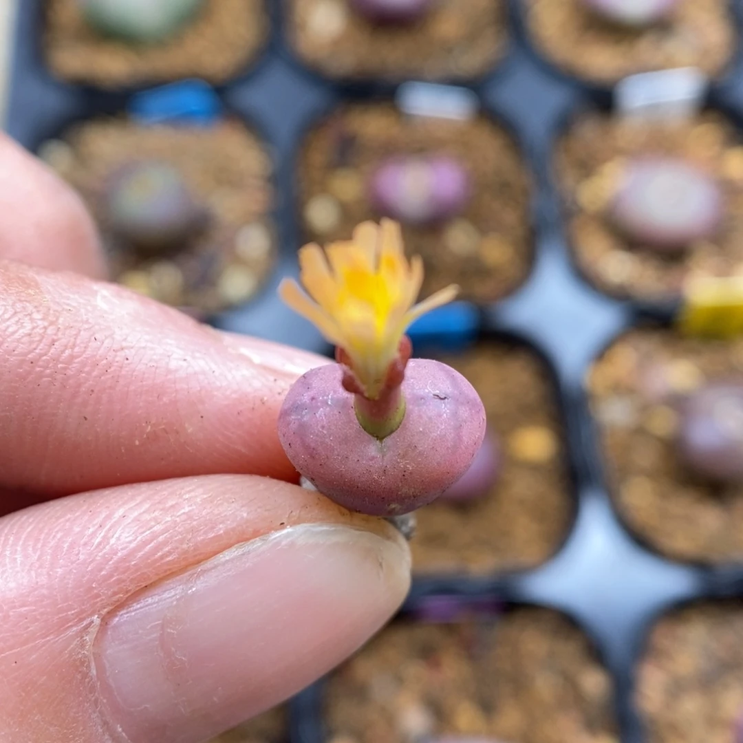 多肉植物Q-938（1.0）毛杂