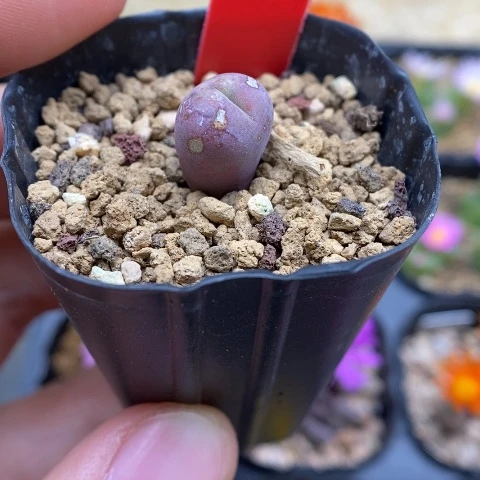 多肉植物Q-583（1.0）