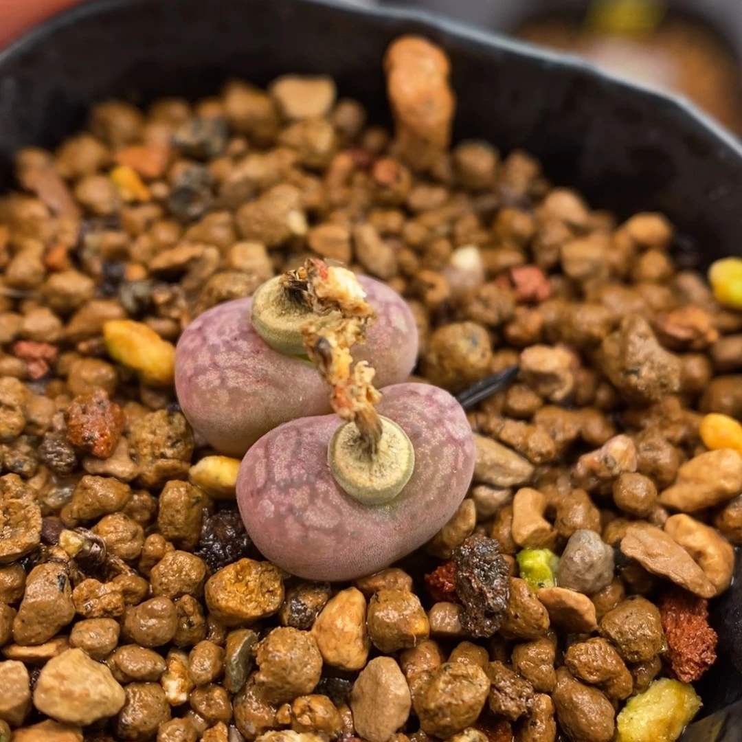 多肉植物Q-514（0.9）毛杂密纹